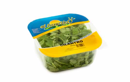 cilantro