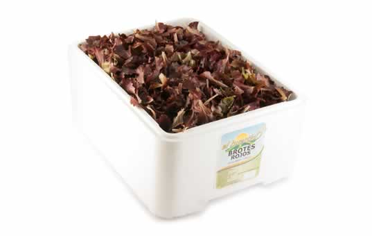 brotes de lechuga rojos