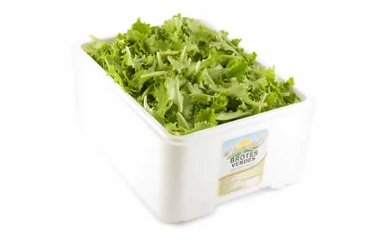 brotes de lechuga verdes