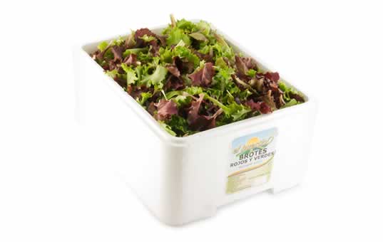 brotes de lechuga rojos y verdes