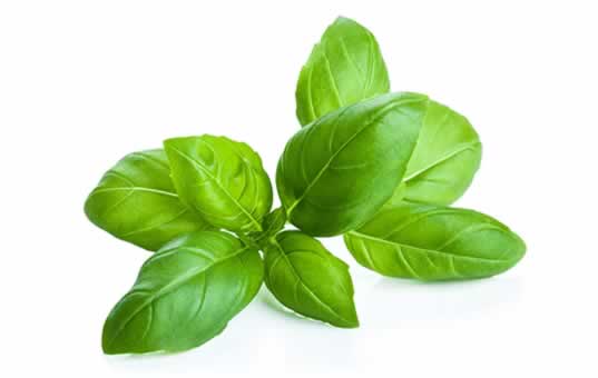 albahaca