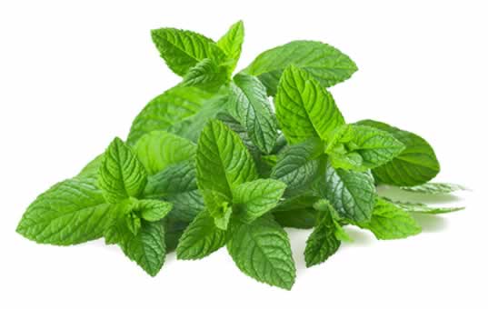 menta