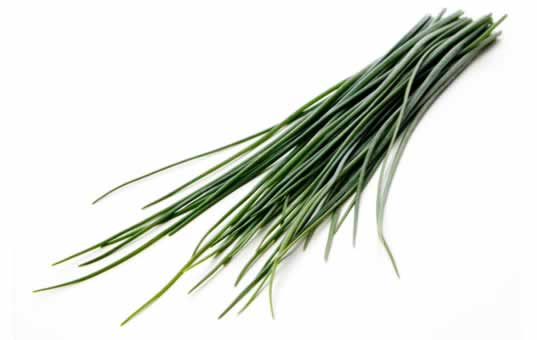 cebollino