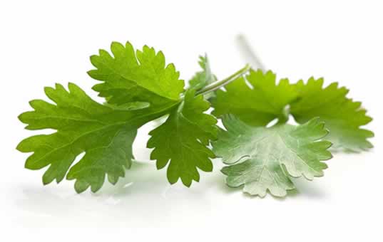 cilantro