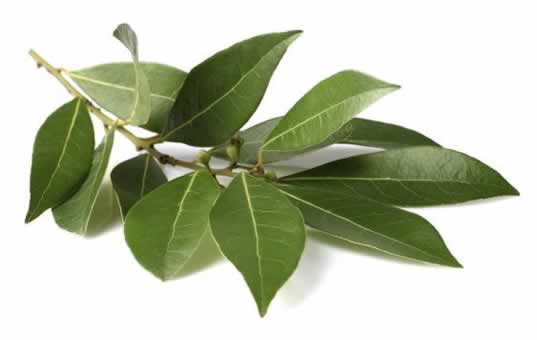 laurel