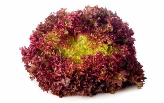 lollo rosso