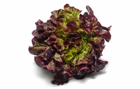 hoja de roble