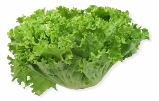 escarola