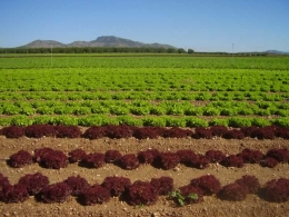 Champiñones y Setas Giménez S.L.